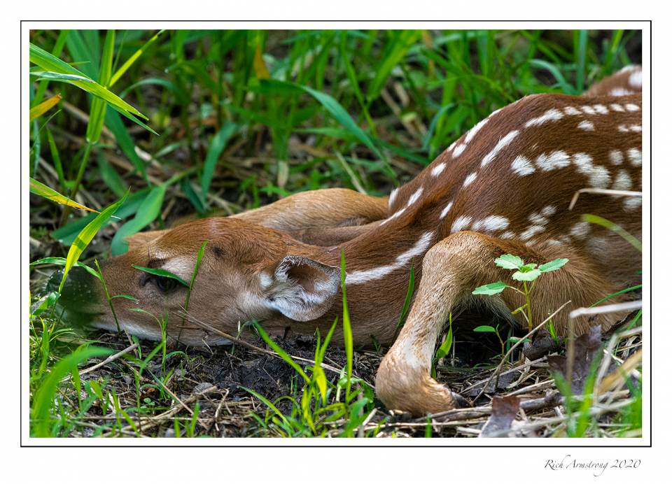 white-tailed fawn 1 copy.jpg